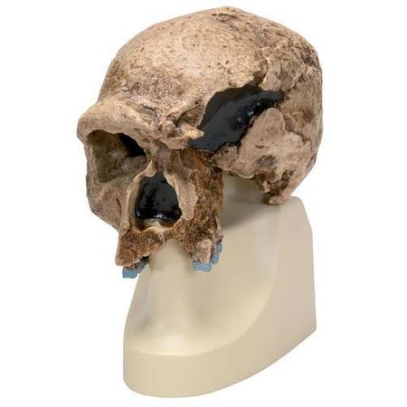 3B SCIENTIFIC Replica H. steinheimnensis Skull 1001296